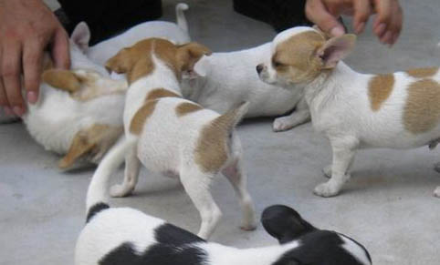 吉娃娃犬口臭的原因及處理方法