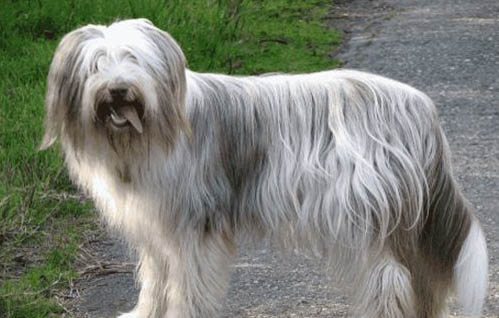 挑選蘇格蘭牧羊犬注意些什么？