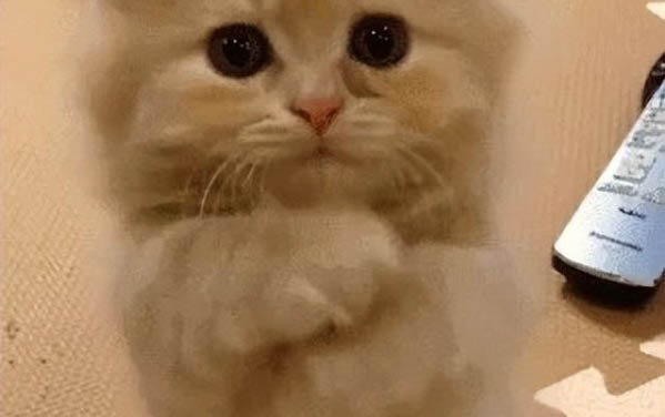 兩個月的小貓需要化毛膏嗎