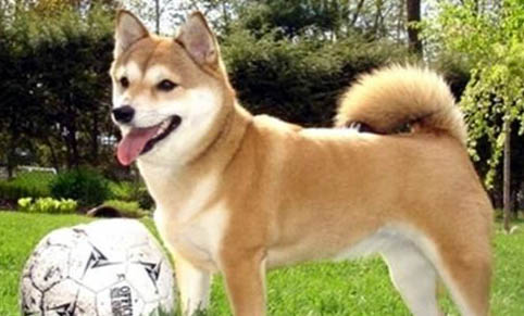 柴犬和秋田犬哪個好養