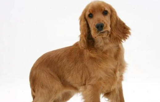 可卡犬價格