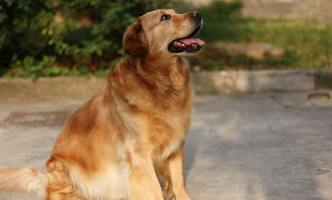 金毛是拉布拉多犬種嗎