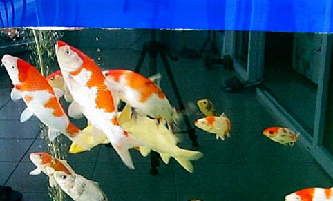 錦鯉魚可以和什么魚一起養