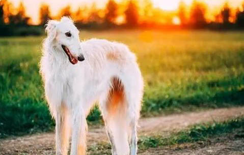 蘇俄獵狼犬什么價位