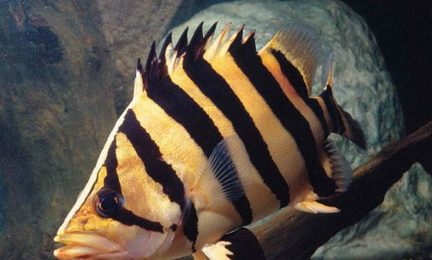 虎魚的飼養方法