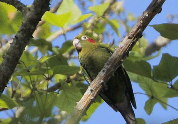 玄鳳鸚鵡怕冷咋辦?