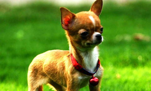 吉娃娃犬的歷史簡介