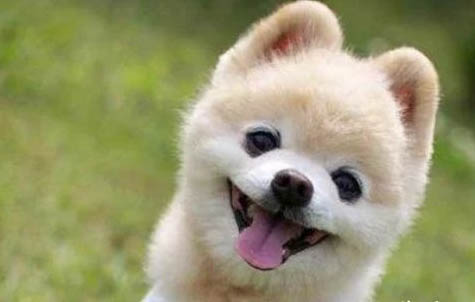 俊介犬長大后的樣子