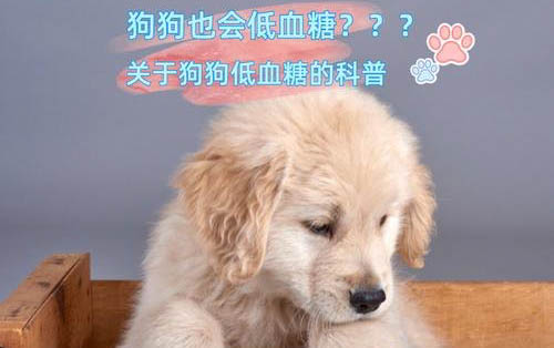 狗狗安眠藥在哪里買