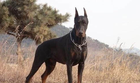 迷你杜賓犬一般能活多久