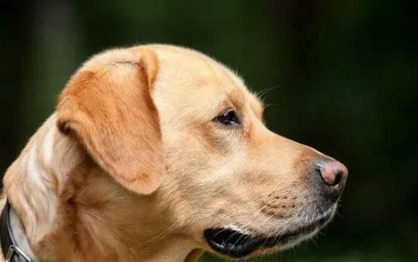 為什么狗狗不能吃巧克力和葡萄