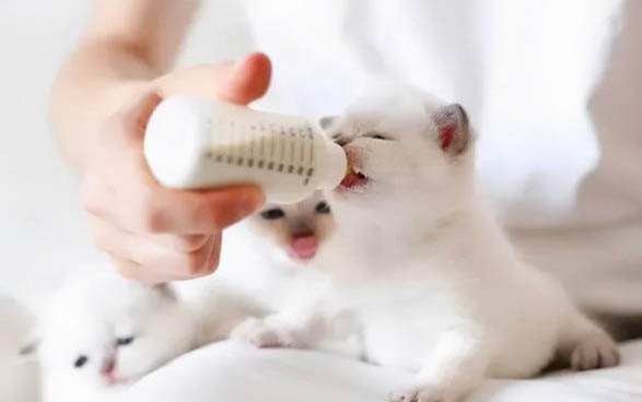 貓咪為什么會有貓蟲呢