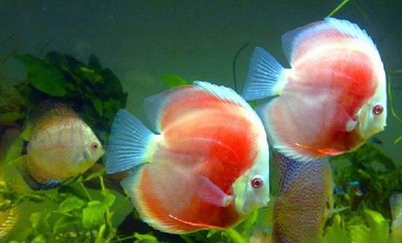 魚缸水里有白色絮狀物