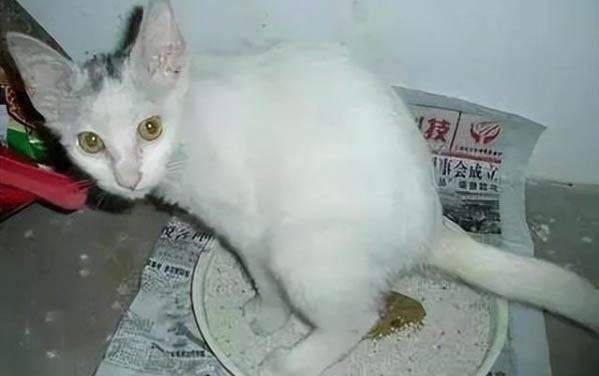 貓咪突然拉稀,應該怎么辦?