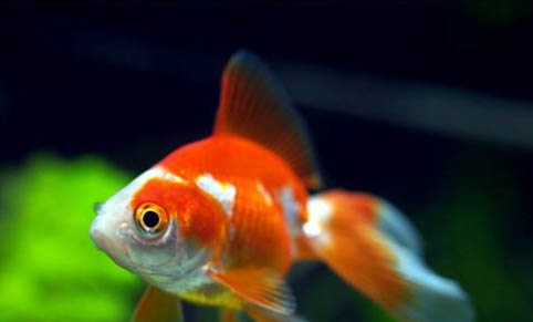 養(yǎng)魚怎么改善水質