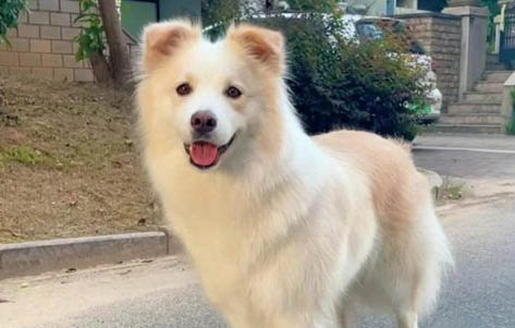 狗狗厭食癥癥狀有哪些