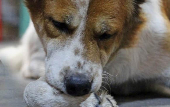 狗狗體外驅(qū)蟲點滴位置在哪里