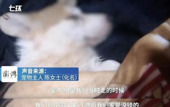 剛剛出生的小狗怎么養