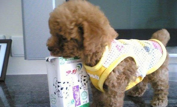 幼犬可以吃桃子嗎