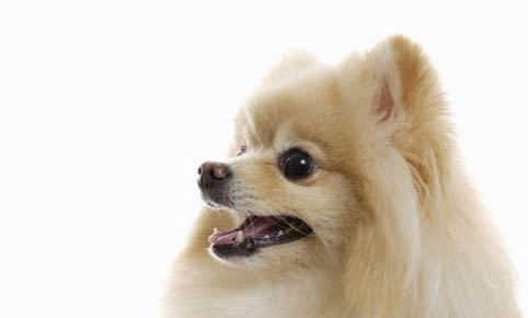 純種白色博美犬圖片及價格
