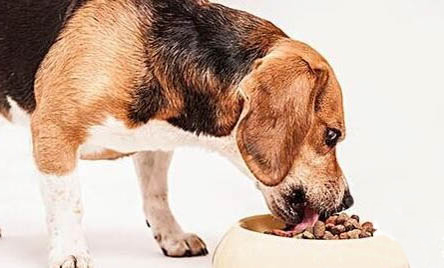 喂養幼犬有哪些注意事項