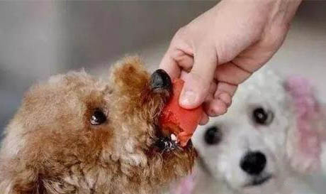 狗狗四腳朝天扭動的原因及處理方法