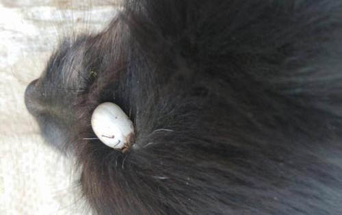 狗狗拉稀不吃飯怎么了
