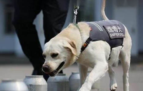 緝毒犬品種