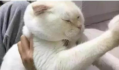 貓咪膿皮癥怎么治療呢?