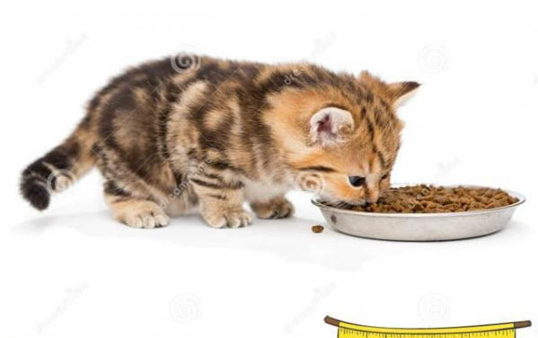 小貓不吃不喝能活多久