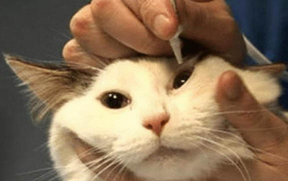 貓咪丟了晚上會在哪