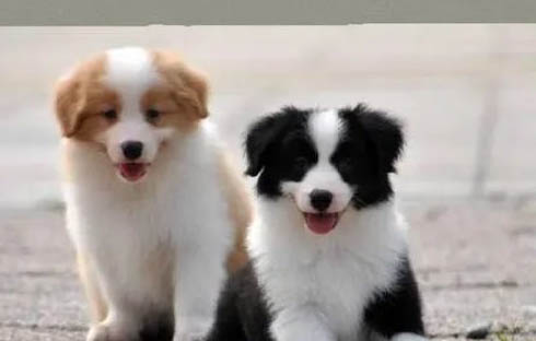 小狗嘔吐怎么辦,狗狗嘔吐吃什么藥可以緩解
