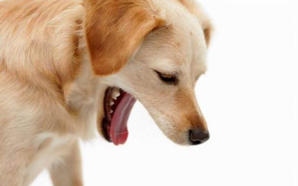 狗狗耳朵很干凈還是撓是什么原因?