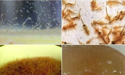 夜釣一般用多長的魚竿