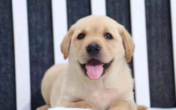 拉布拉多幼犬晚上叫怎么辦