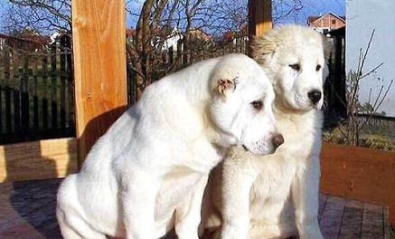 哪里有賣邊境牧羊犬