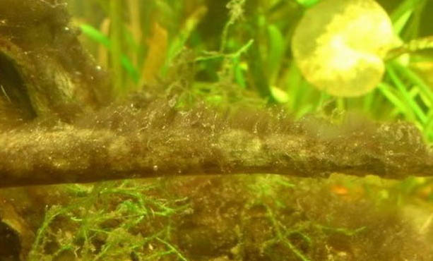 魚缸殺菌燈有沒有用?