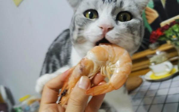 貓咪流眼淚有眼屎是什么原因