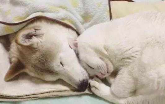貓死后多久身體會僵硬