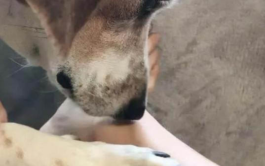 狗可以吃南瓜嗎
