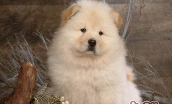 松獅犬和哈士奇哪個好養