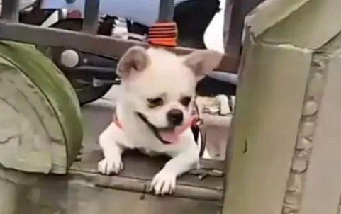 如何預防狗狗糖尿病