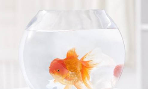 金魚缸水渾濁用啥辦法