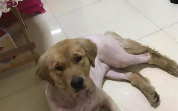 如何判斷金毛是否懷孕了