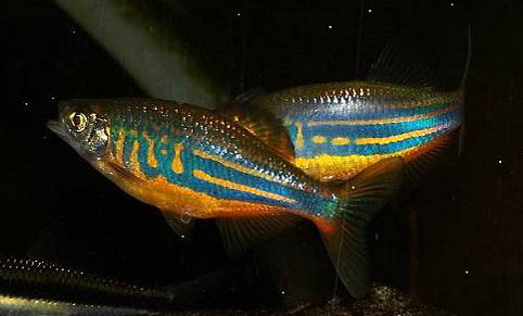 斑馬魚多久喂一次飼料