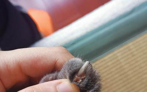 貓咪絕育后如何護理？