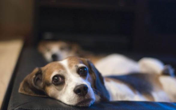 小狗得了犬瘟該怎么治療