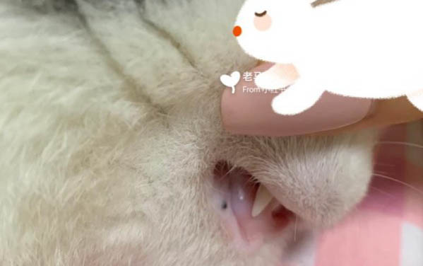 貓咪產后護理注意事項?