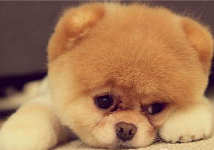 博美犬幾個(gè)月成年不再長(zhǎng)身體了?