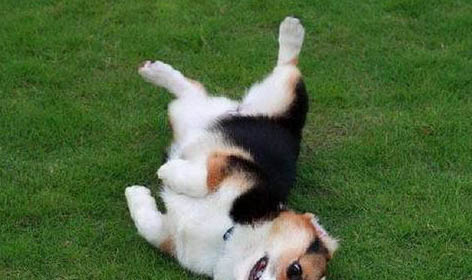 柯基犬和比熊哪個好養